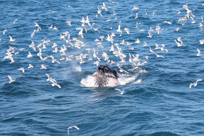 Whale Watching Tour with Professional Guide from Reykjavik - The itinerary in real time: Old Harbour views, whale spotting, and Harpa photos