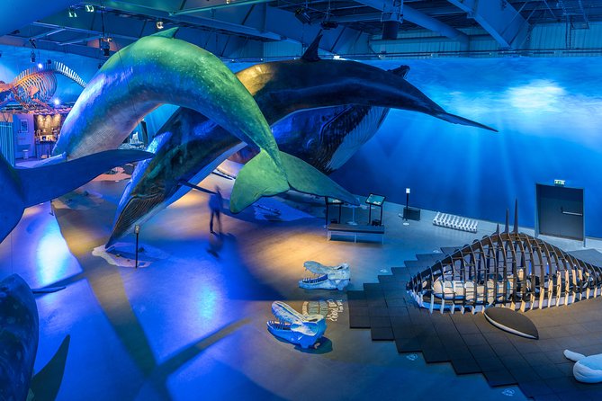 Whales Of Iceland Admission Ticket - Key Things You’ll Notice at Whales of Iceland