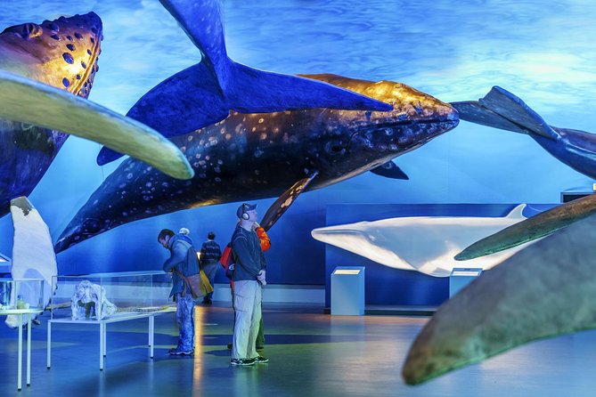 Whales Of Iceland Admission Ticket - Fin Whale Theatre: What You’ll Watch and Why It Matters