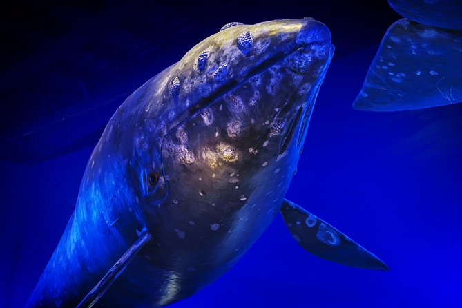Whales Of Iceland Admission Ticket - Location, Parking, and Pairing With Other Reykjavik Attractions
