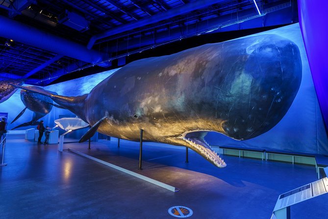 Whales Of Iceland Admission Ticket - Life-Size Whale Models: Species You Can Actually Compare